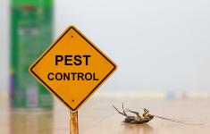 Pest Control Services for Central Florida