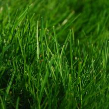  lawn care in Lithia